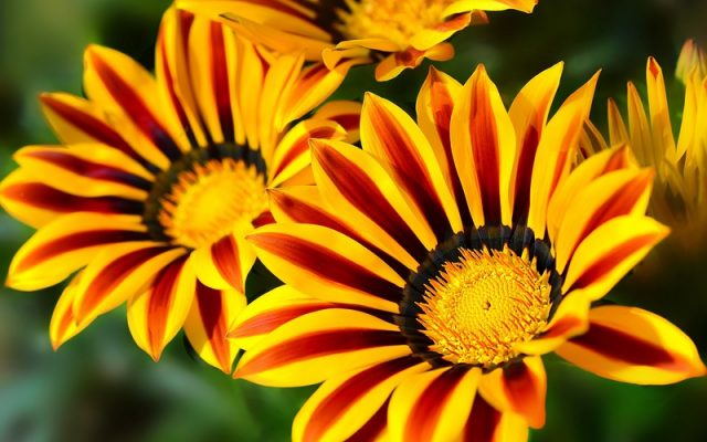 Lorem ipsum dolor sit amet, consectetur adipisicing elit. 